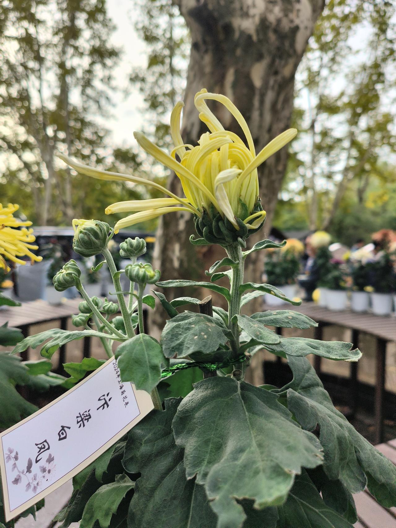 去年的共青森林公园菊花展是11月9号去的,今年准备这周末就去,最主要看天气