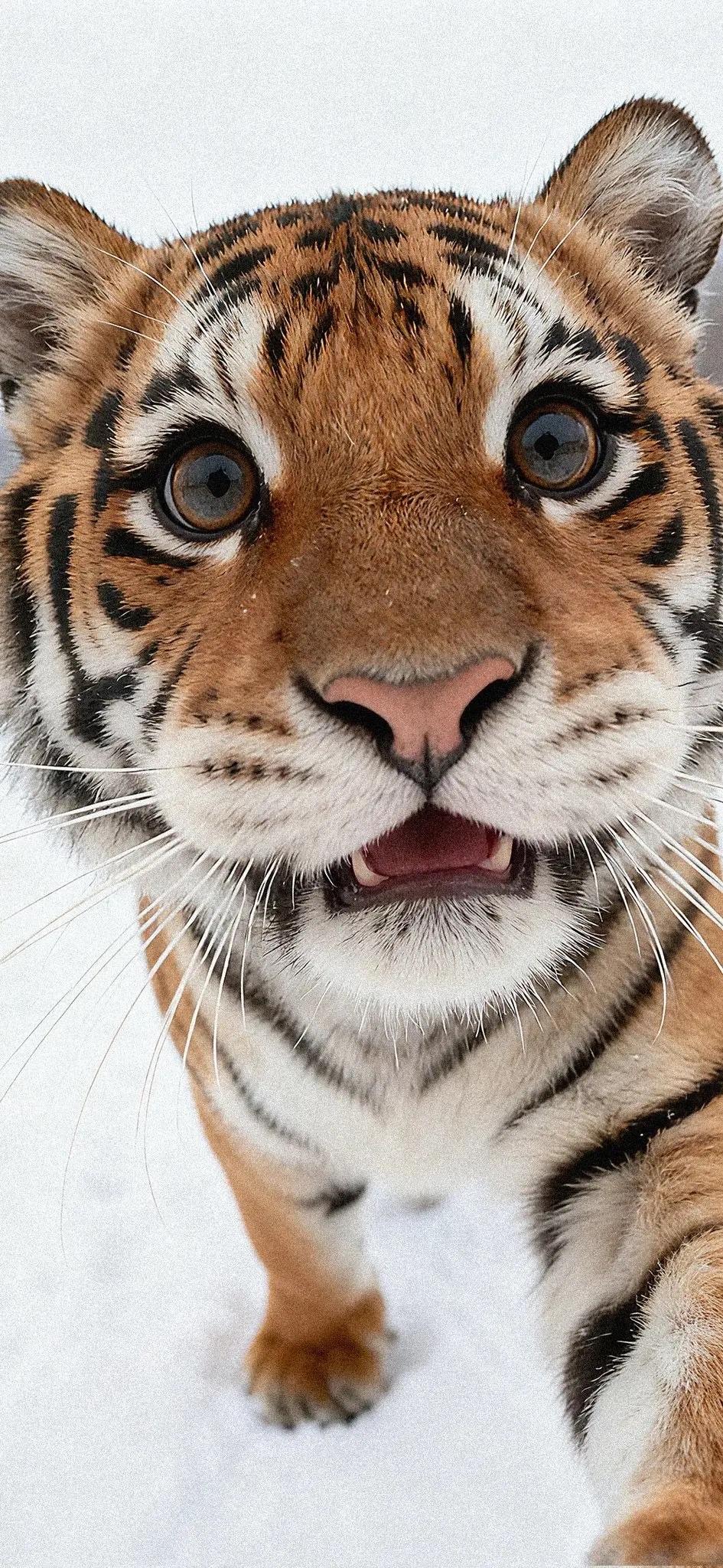 俄罗斯这回和印度可是深度绑定。印度250亿美金购买俄苏57、S500！俄罗斯把隐