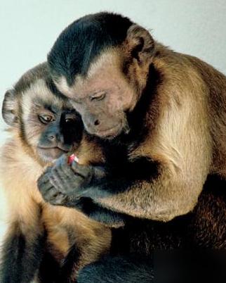 给猴子硬币换葡萄，它们真能形成社会？真实实验藏着答案不少人好奇！ 其实还真有