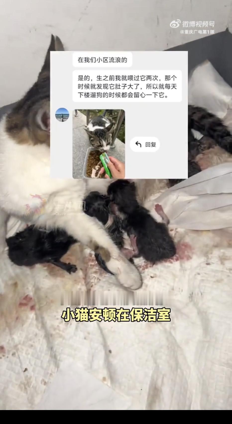 山东烟台，一女子半夜2点出门遛狗，没想到，一只挺着大肚子的流浪猫主动跑来找她求助