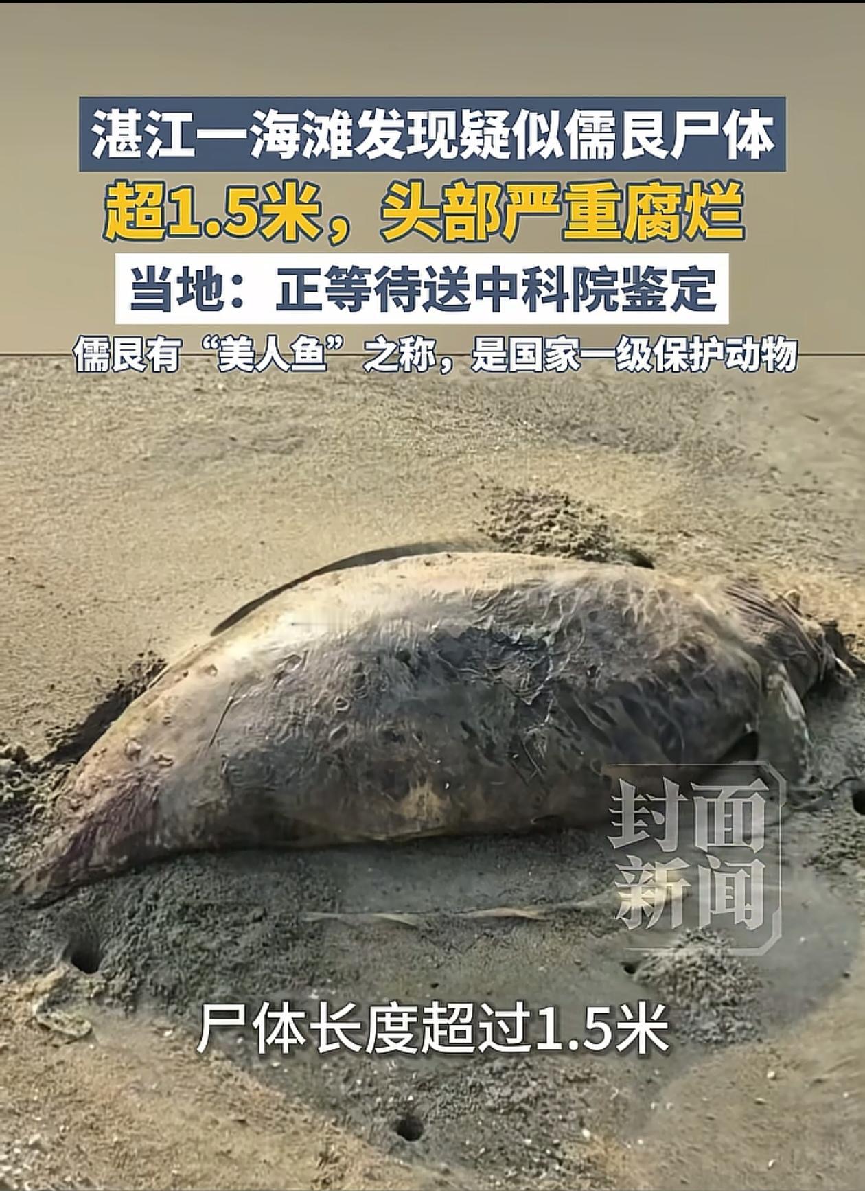 万万没想到！广东湛江，观鸟爱好者去海边观鸟，在海滩发现一具动物尸体，他不认识这动