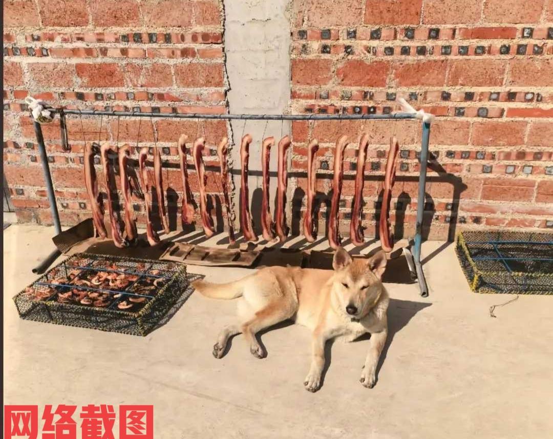 广东有女子在自家院子里，晾晒过年吃的腊肉还有虾仁。此刻女子因防止有老鼠过来偷