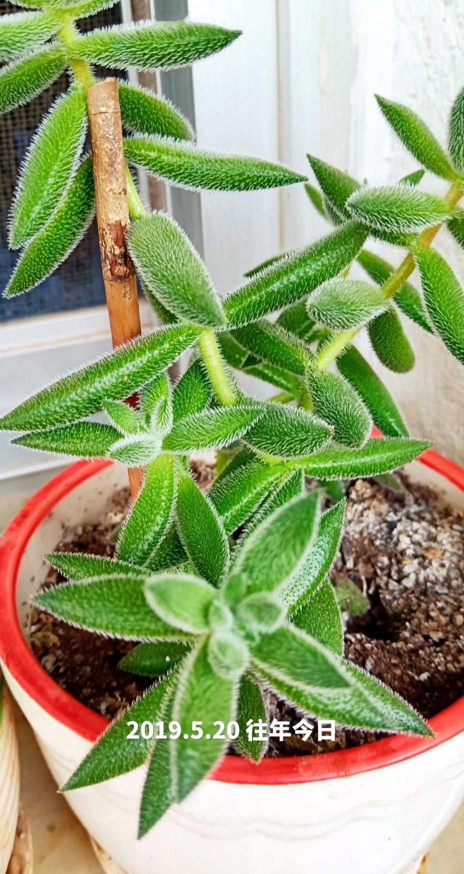花盆里的生命
