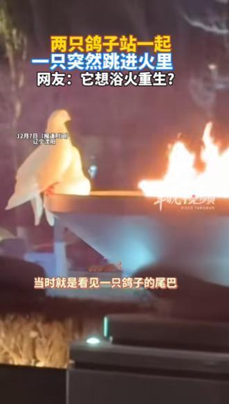 辽宁沈阳，一女子看到两只鸽子蹲在一火坑前，起初女子也以为鸽子在烤火，就拿出手机拍