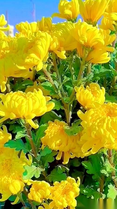 “我走以后，席上用什么烟，用什么酒，找村里哪个师傅炒菜，都听我的。”病房里，5