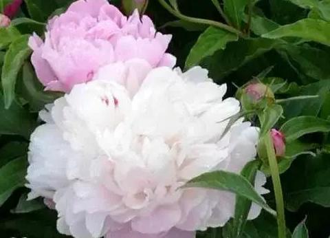 有没有漂亮的花朵图片吗庭前芍药妖无格！随手拍～