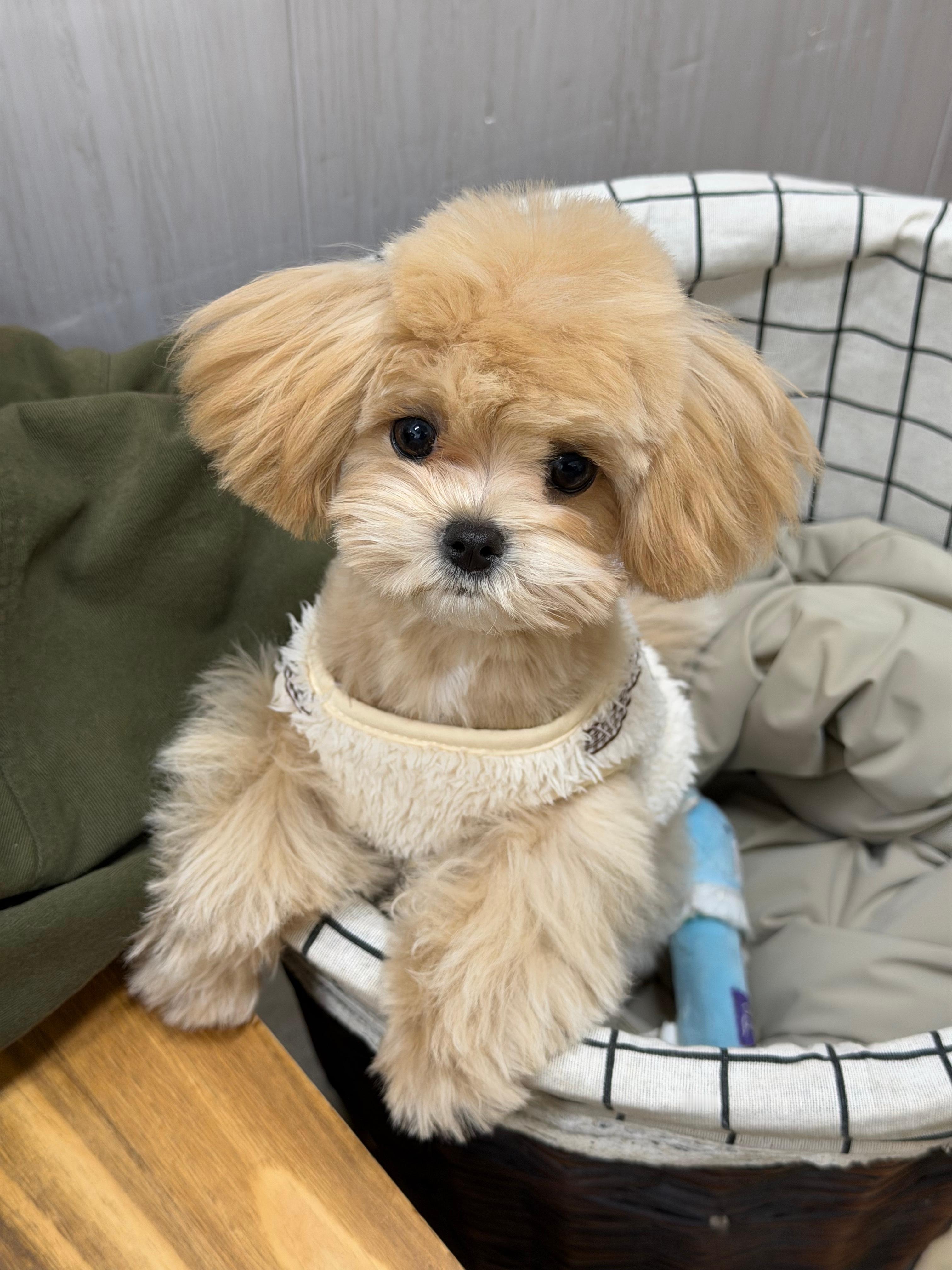 换了个新发型，哥哥姐姐们觉得打几分呀？