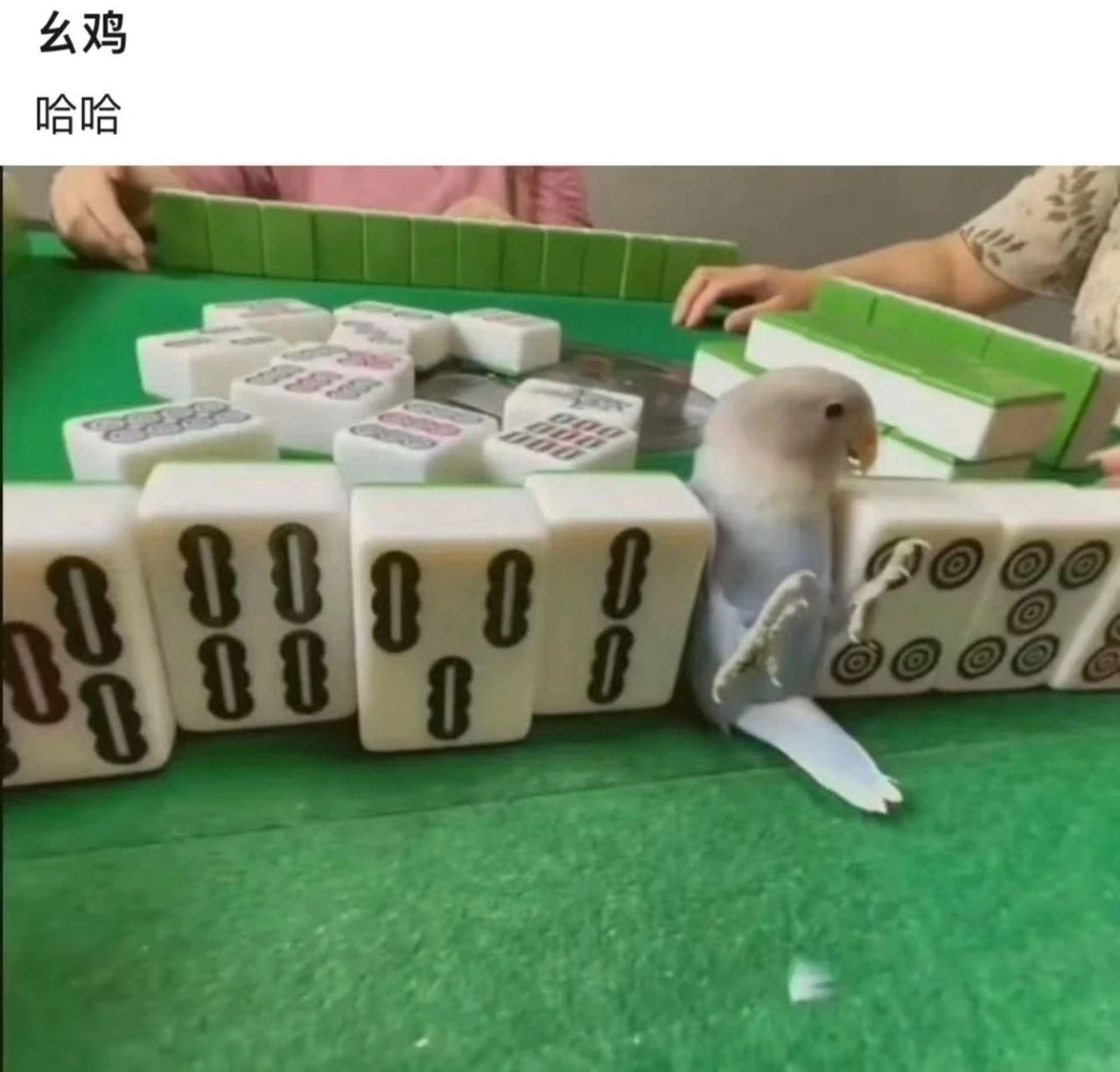 我打麻将就这样：​​​