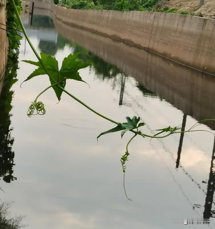 平仄不拘,还是格律诗吗?平仄不拘，还能算格律诗吗？这问题挺值得琢磨。格律诗的