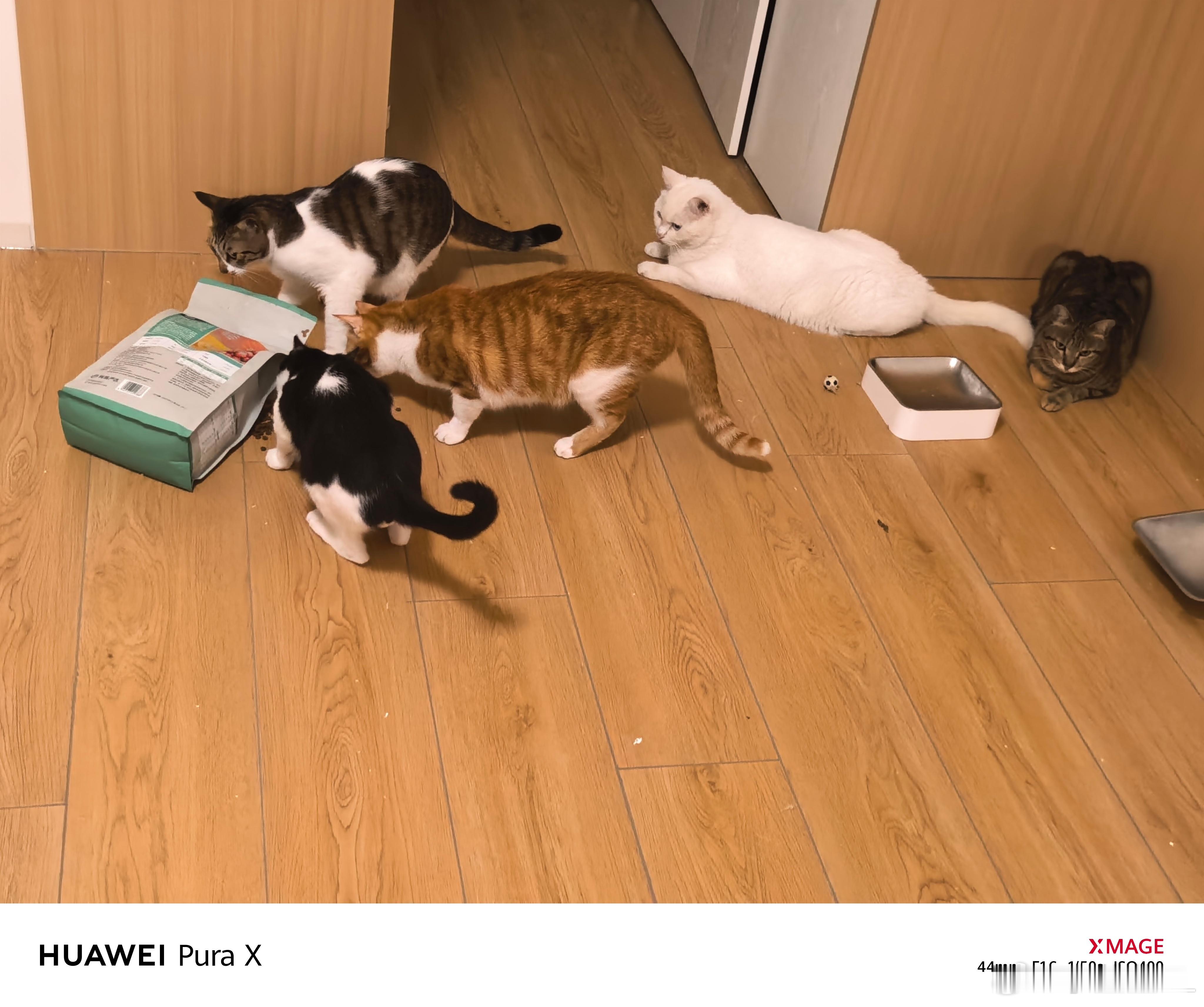 你们猜猜看是哪只猫起头搞破坏偷吃？！[doge]​​​