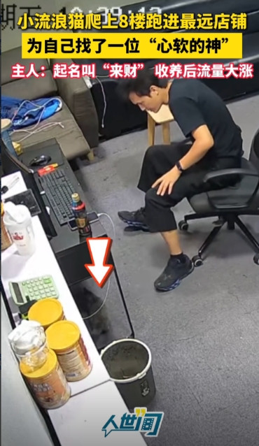 “万物都有灵！”8月15日，重庆，一只眼睛有问题的小猫因为没人要，就自己爬了8层