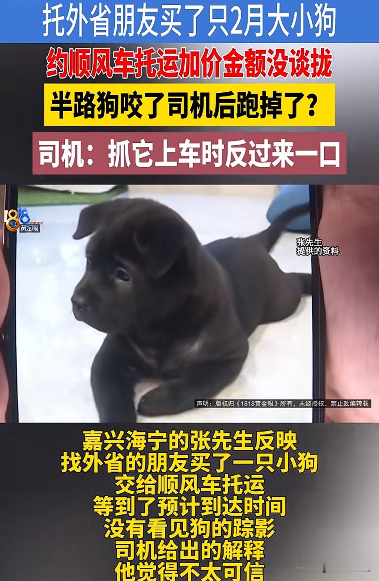 浙江海宁，男子花500元在镇江买了一只田园犬。同时，某平台上找了一辆顺风车，将小