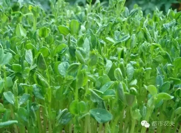种植什么蔬菜周期短收成快?