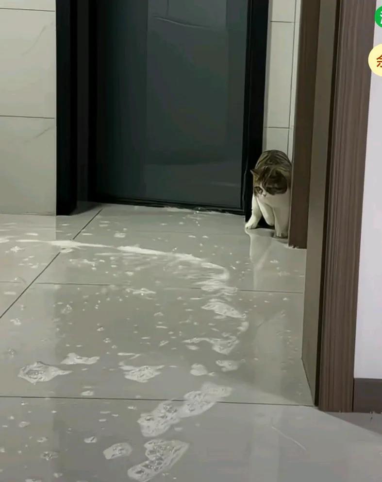 主人扫水小猫蹲在墙角，并且吓得小猫一直喵喵的叫个不停。猫都直立起来了，爪子抓