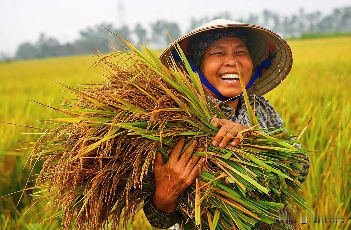 粮食价格上涨,能改变农民收入吗?最近粮价稳中有升，看着是好事，但农民增收没那么