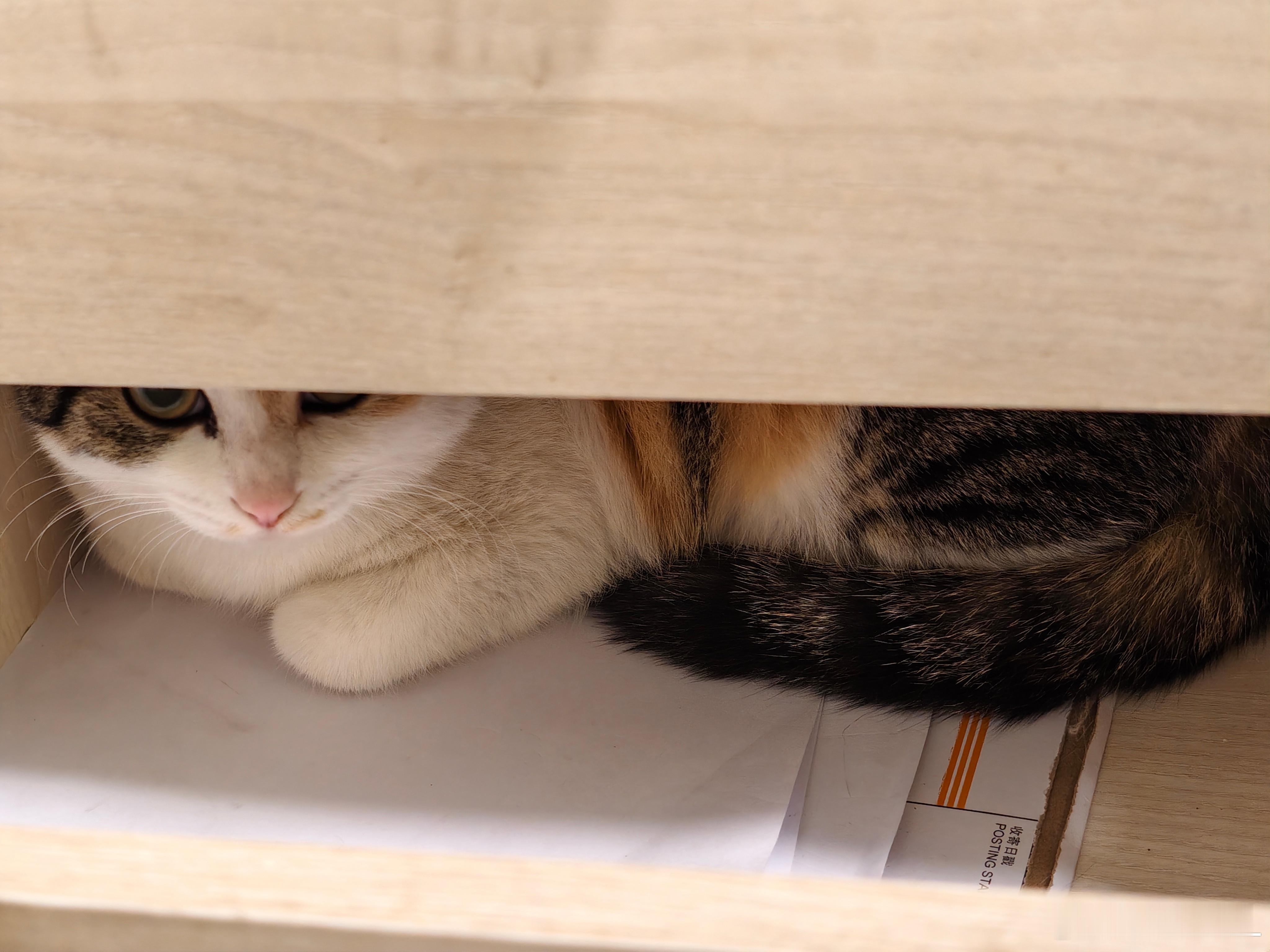 真服了！找半天都没找到这只臭猫🐱结果躲抽屉里睡得可香！！💤它到底怎么打开抽屉