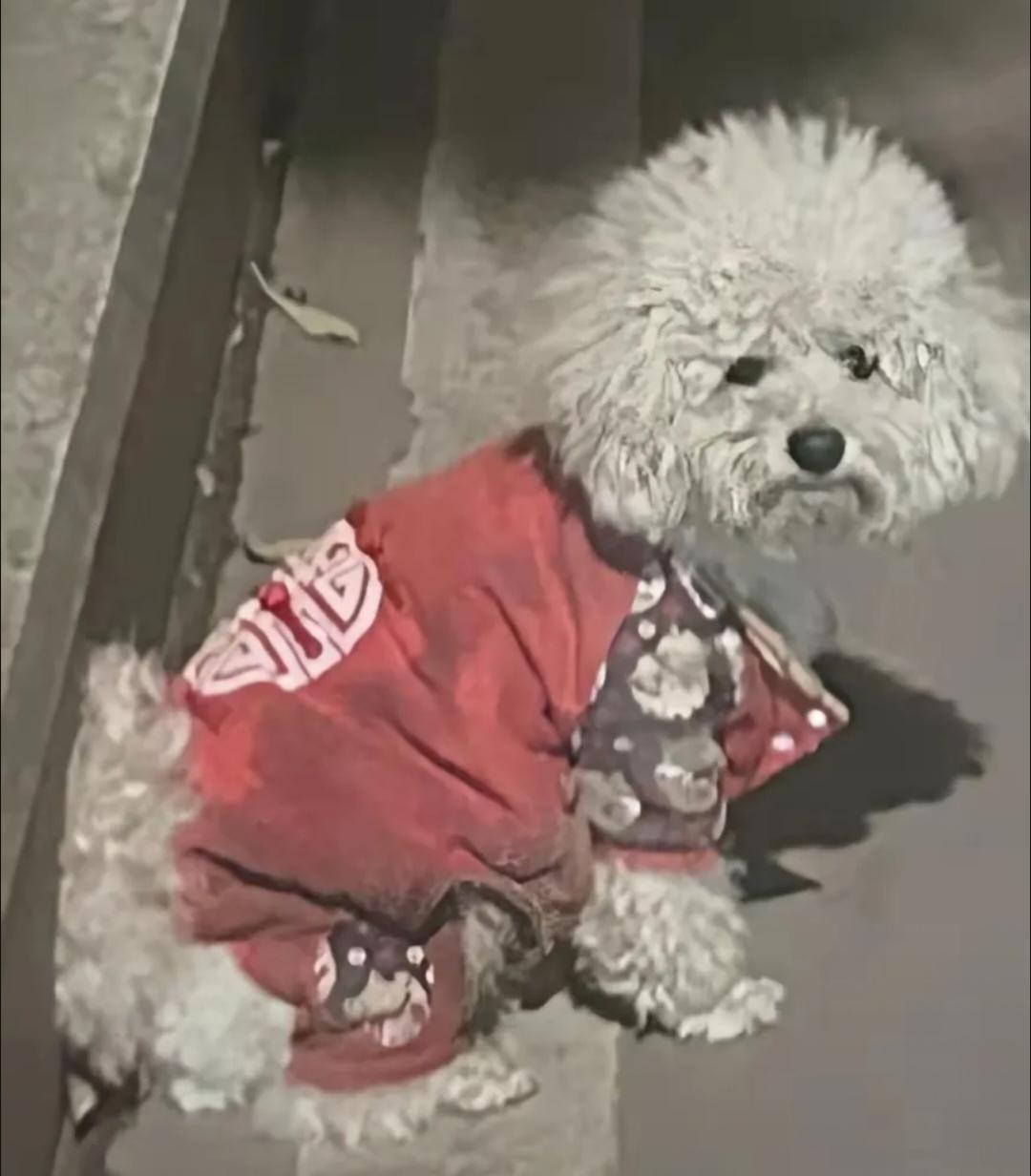 对于一个不爱养狗的我居然被这只狗打动了昨晚晚饭后在小区里遛弯在临上楼的垃圾