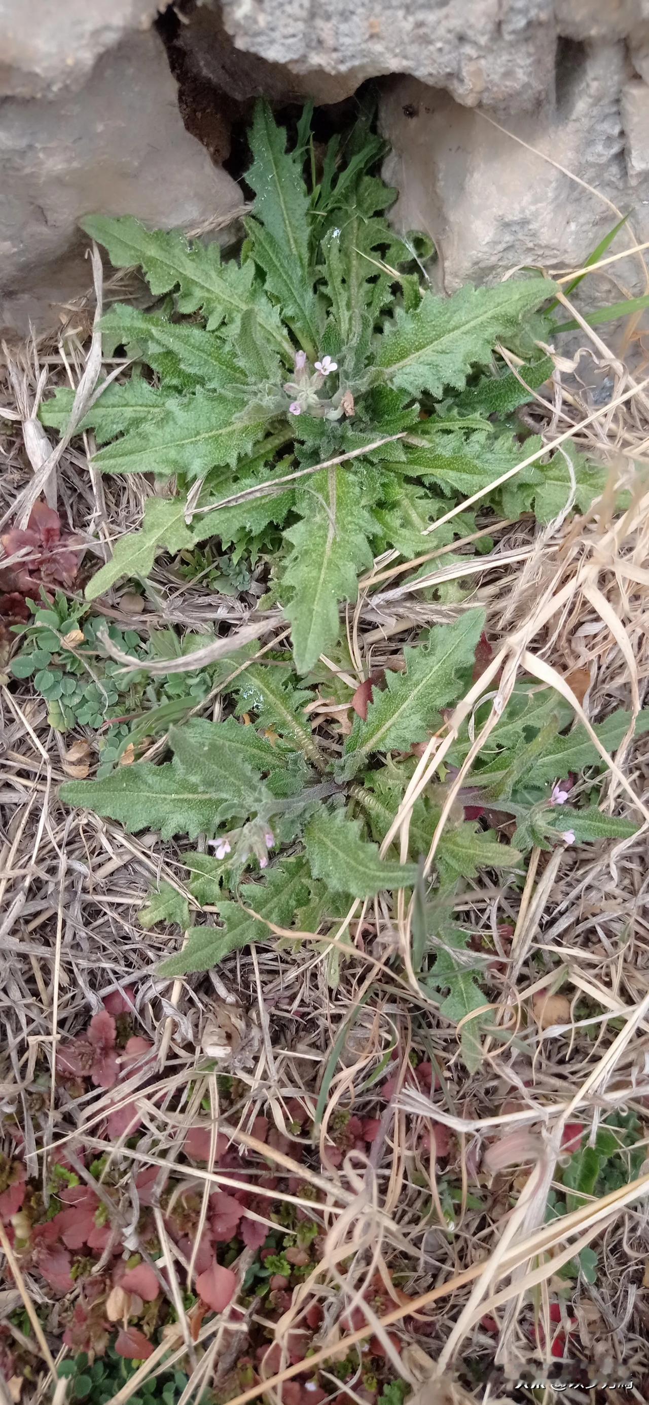 有认识这种野菜的吗？确切讲我已经20多年没见过这种菜了。我们老家管这叫水萝卜棵