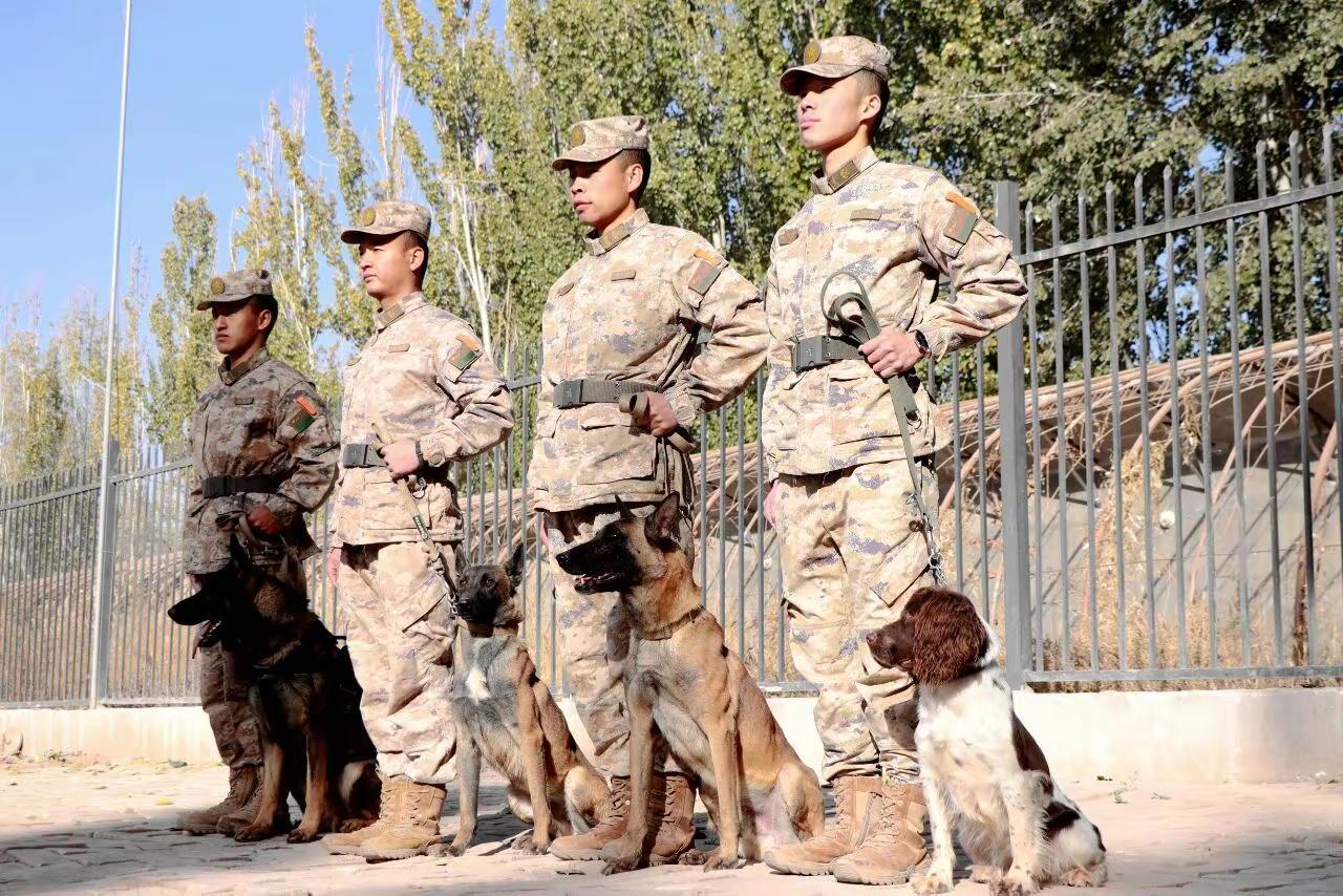 年终大考！看“神犬奇兵”如何过关斩将