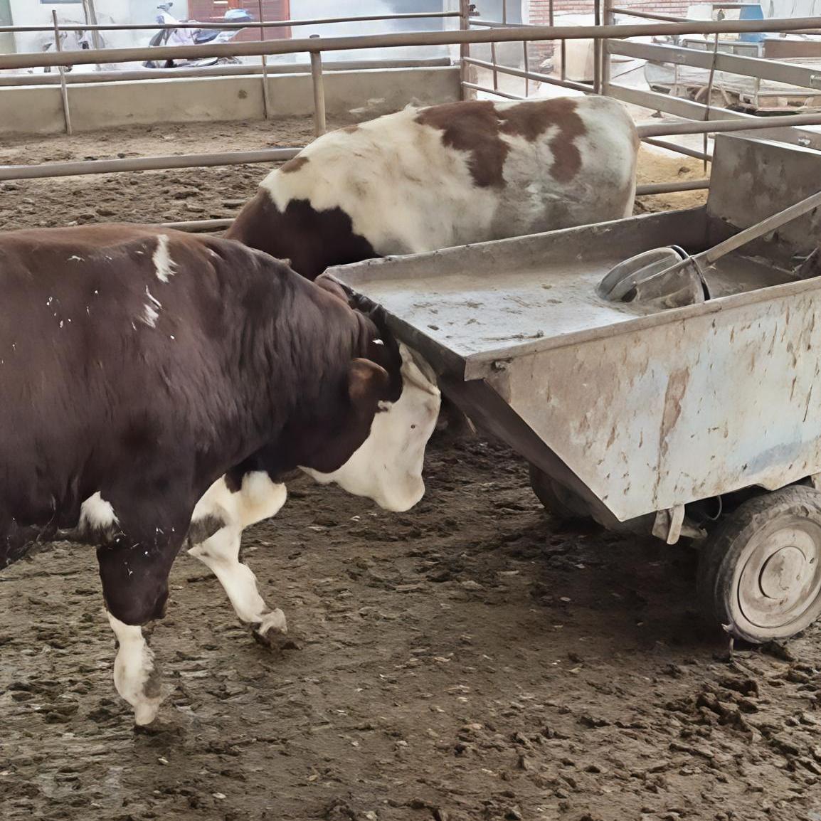 正常的动物每天都是浑浑噩噩的过日子，有灵性的动物非常少见，你见过帮主动帮主人干活