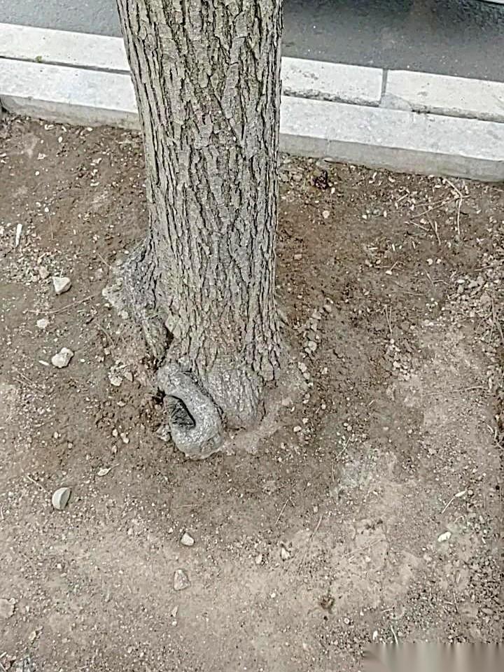 职场社交里有一种极端的逻辑，最近被顶上了风口浪尖。它不是教你如何汇报，也不是教