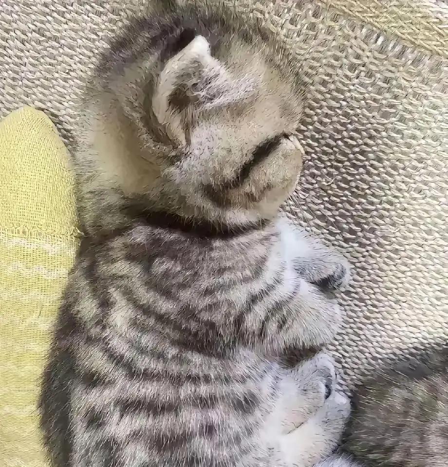 网友晒老公每晚睡前先喊猫上床，还给它留正中间位置，自己只能缩边边。猫是闺蜜送的