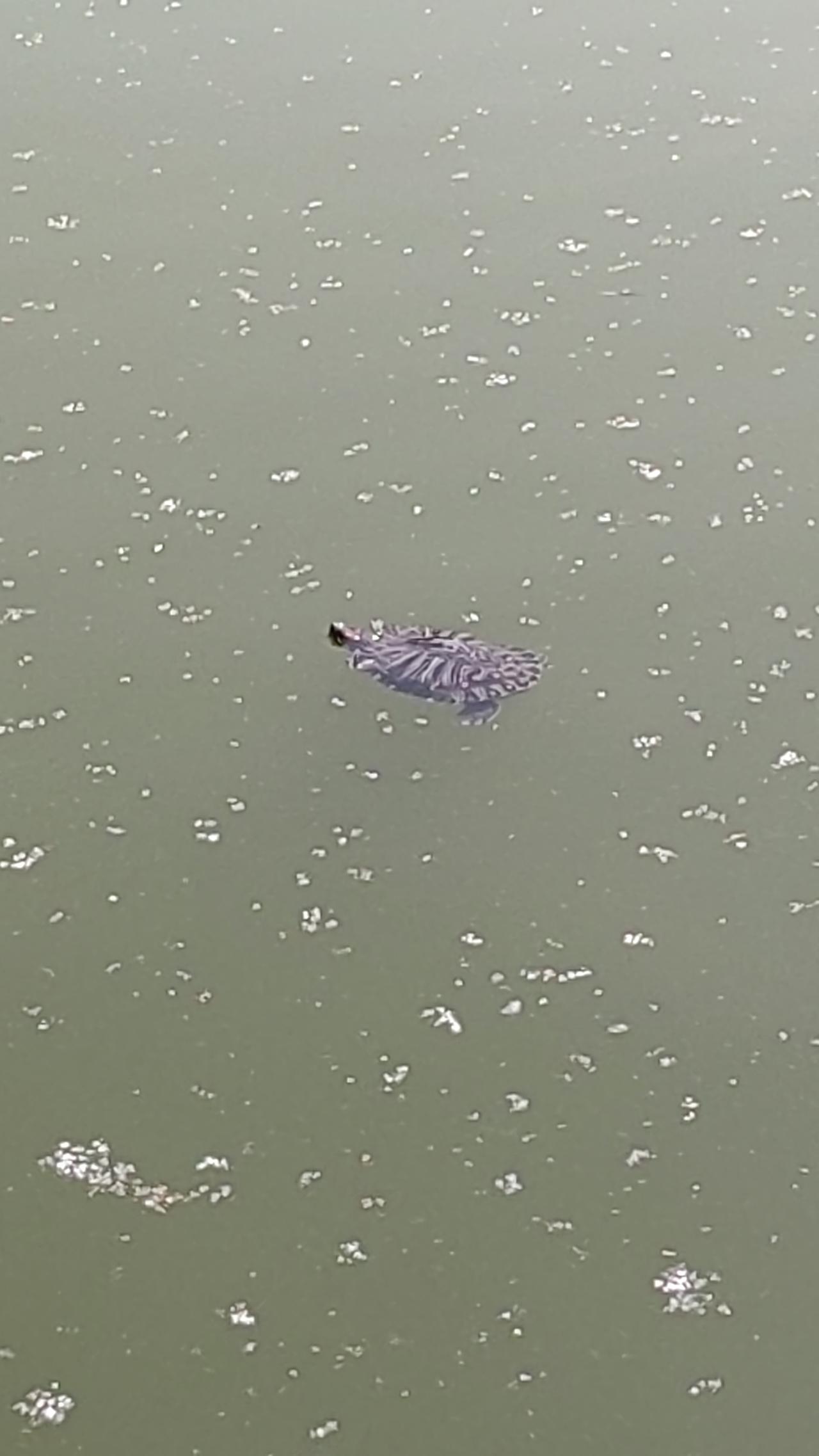 有些地方不能乱夸，一夸可能被打脸。交完停车费，正在车里夸服务好时，出门又多一道