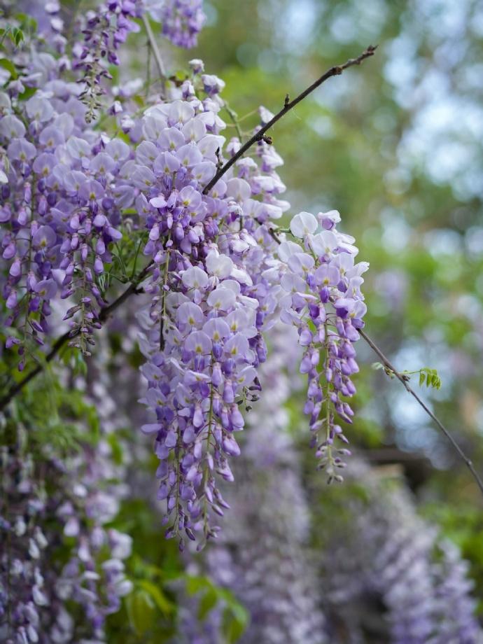 【西安纺织公园紫藤花瀑来袭】西安市纺织公园紫藤花开成了一片花海，白紫交织的蝶形花