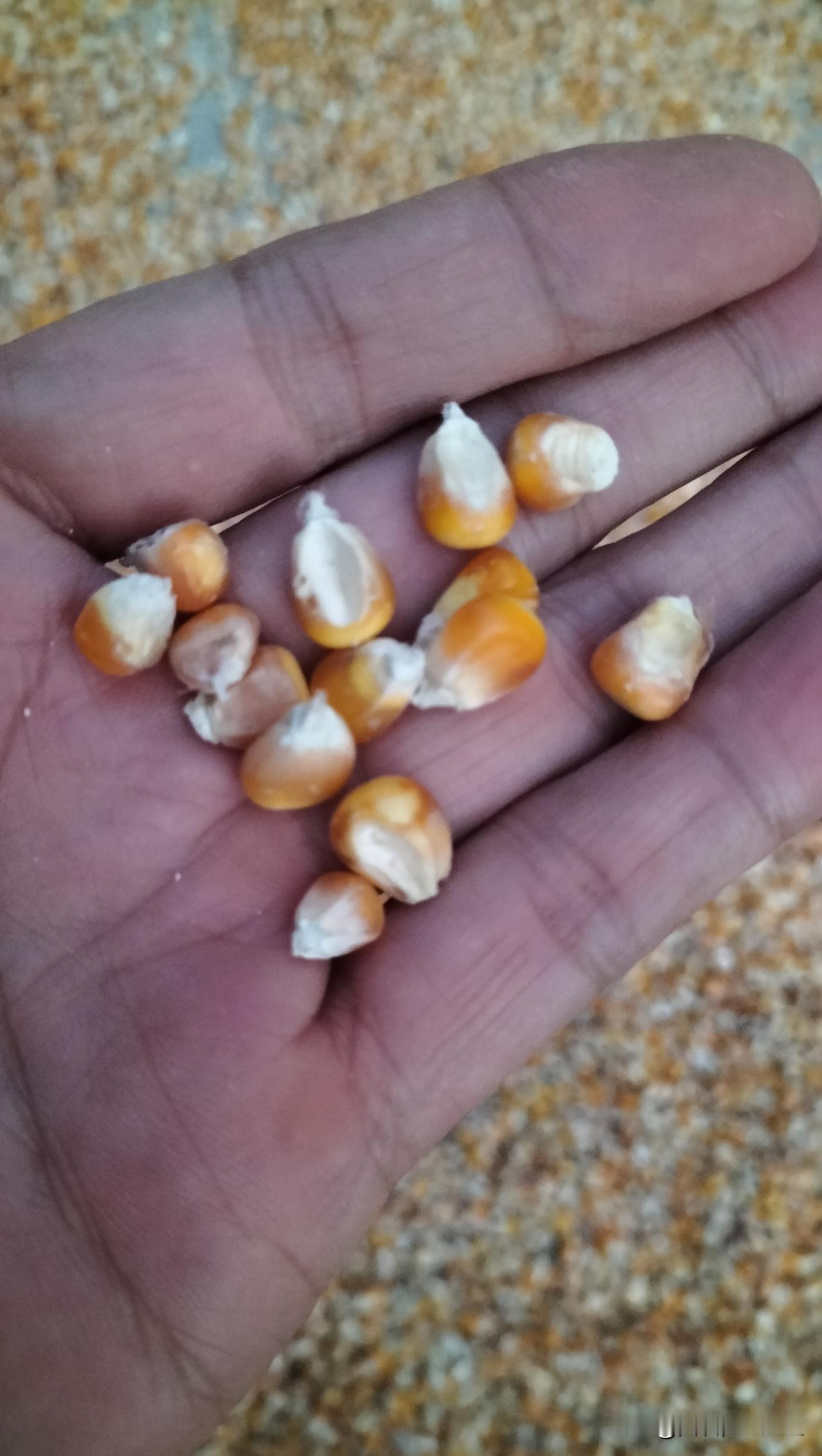 在我们鄢陵老家这边儿，部分种植比较早的玉米，已经收获了。东邻居阿庚家，这两天