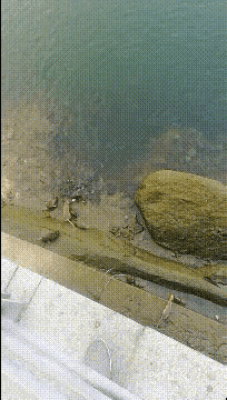 老鼠都开始干猫的活了