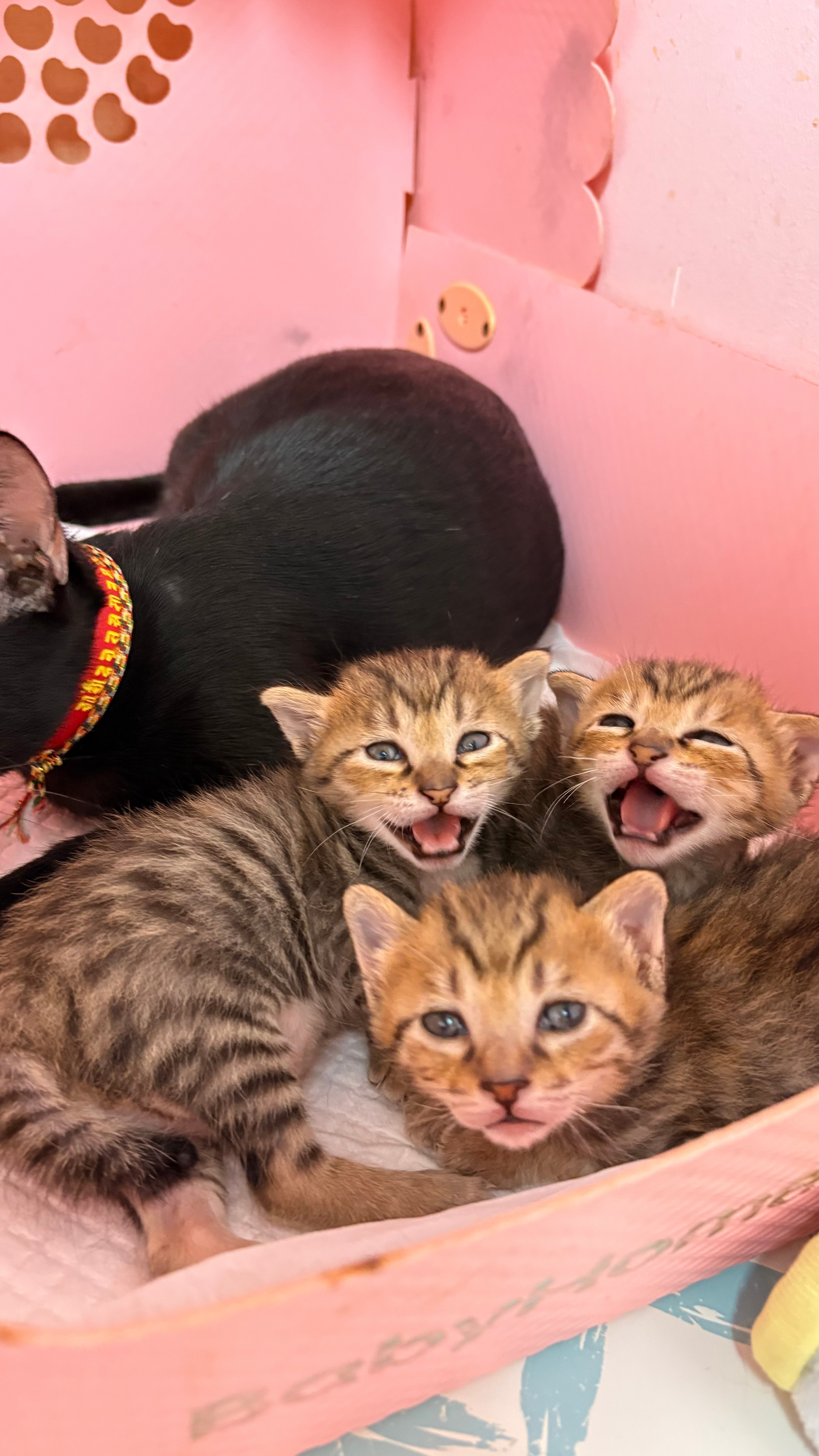 还木有牙。猫咪