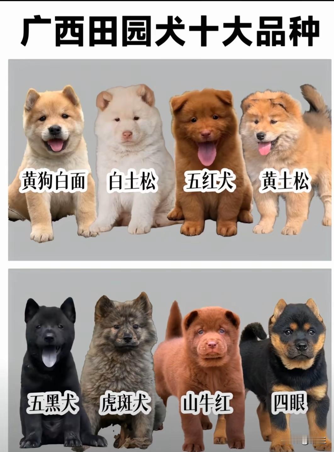 广西八大田园犬1、黄狗白面2、白土松3、五红犬4、黄土松5、五黑犬6
