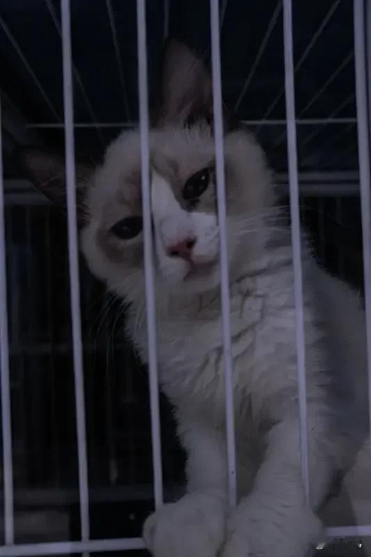 在我看来，波斯猫不光是怂，而是傻。往最坏处想，玩命抗争之后的下场，也比被招安之后