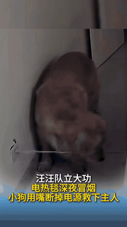 “狗子立大功！”吉林一位女子深夜熟睡时，被自家狗狗吵醒。她迷迷糊糊地呵斥了几句，