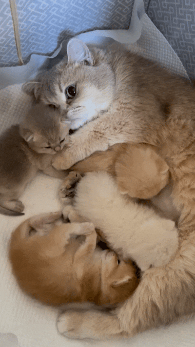 半夜起来去看刚生完崽的母猫，本来就想悄悄瞄一眼崽子们安不安稳，一开灯直接被整破防