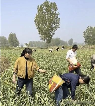 小乡村的故事！你以为大飞他妈是来干活，闹了半天是来捣乱的。这老妖婆不