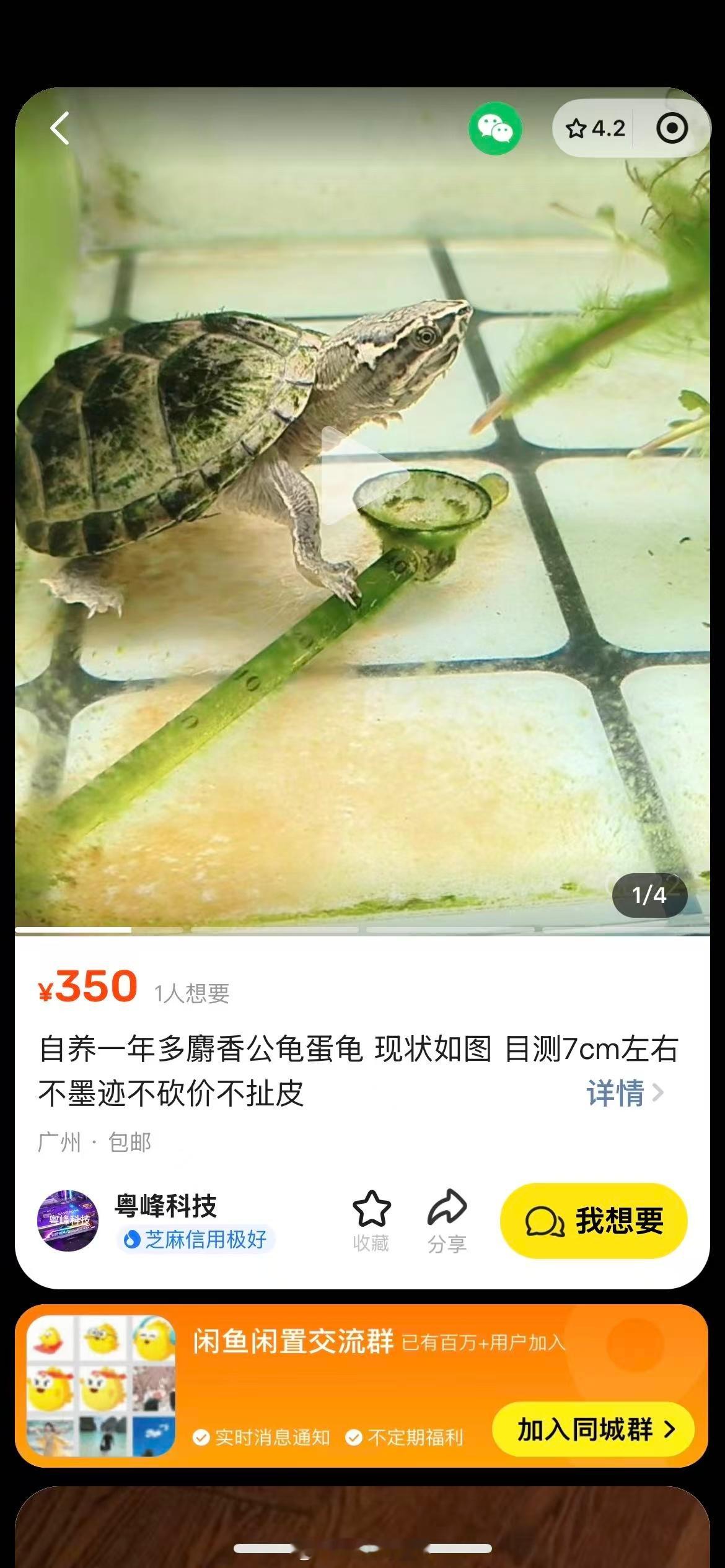 闲鱼回应百元麝香龟被炒至千万天价哈哈哈哈，这个故事我看了，其实就是一帮人闲得无聊