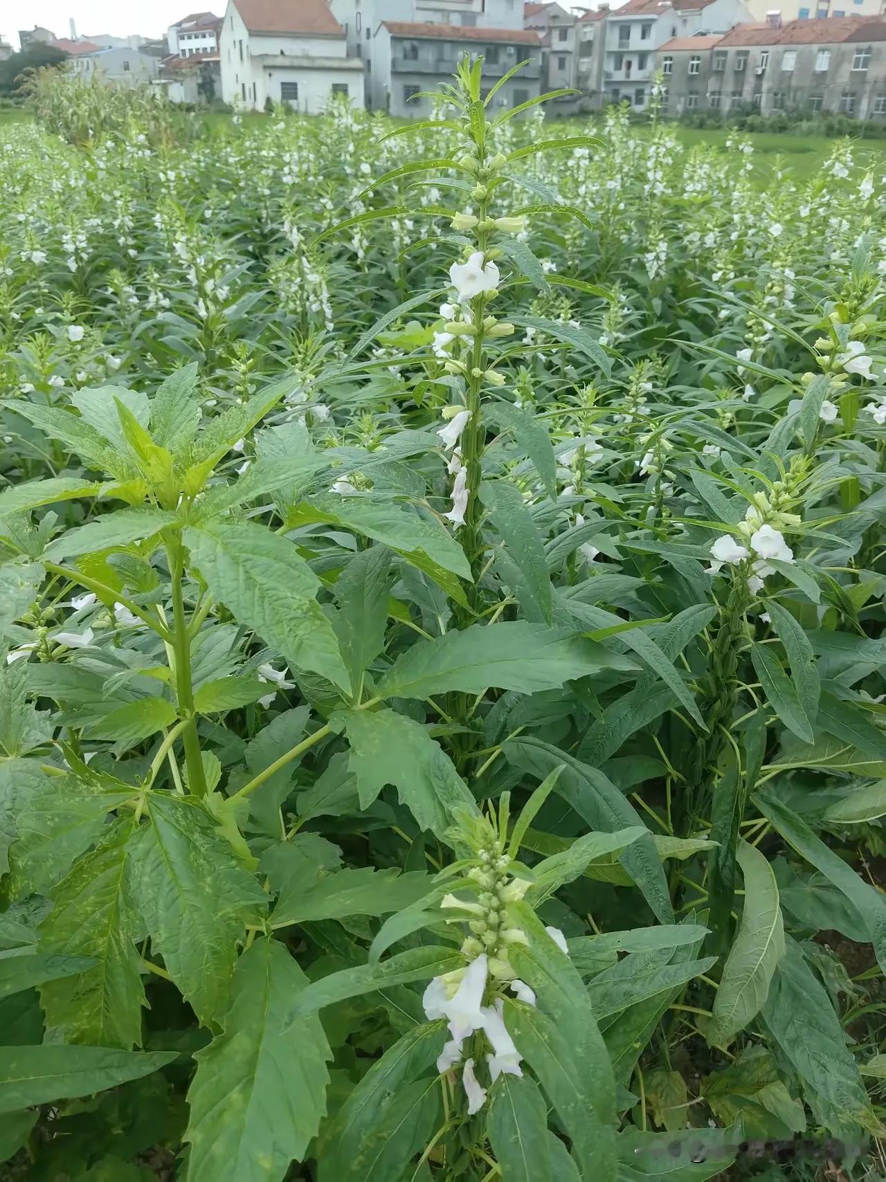 今天走在路上我问老公这是什么因为我老公韭菜和小麦不分花生和空心菜不分老公思