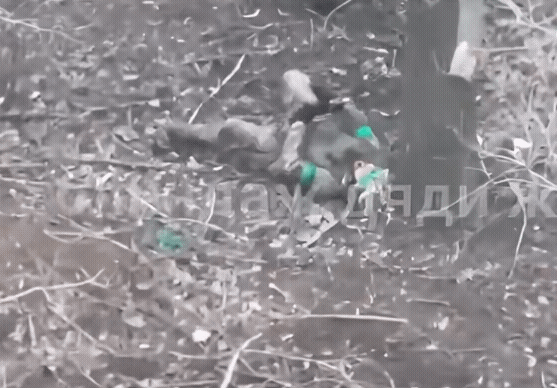 乌军宁死不投降！这名乌克兰武装部队士兵被俄军无人机炸伤倒地，他的腿部严重受伤已经