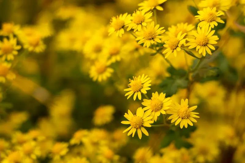 我觉得我拍过最美的照片是一朵盛开的花。花开花落，春去春来，那朵花的美就定格在了我