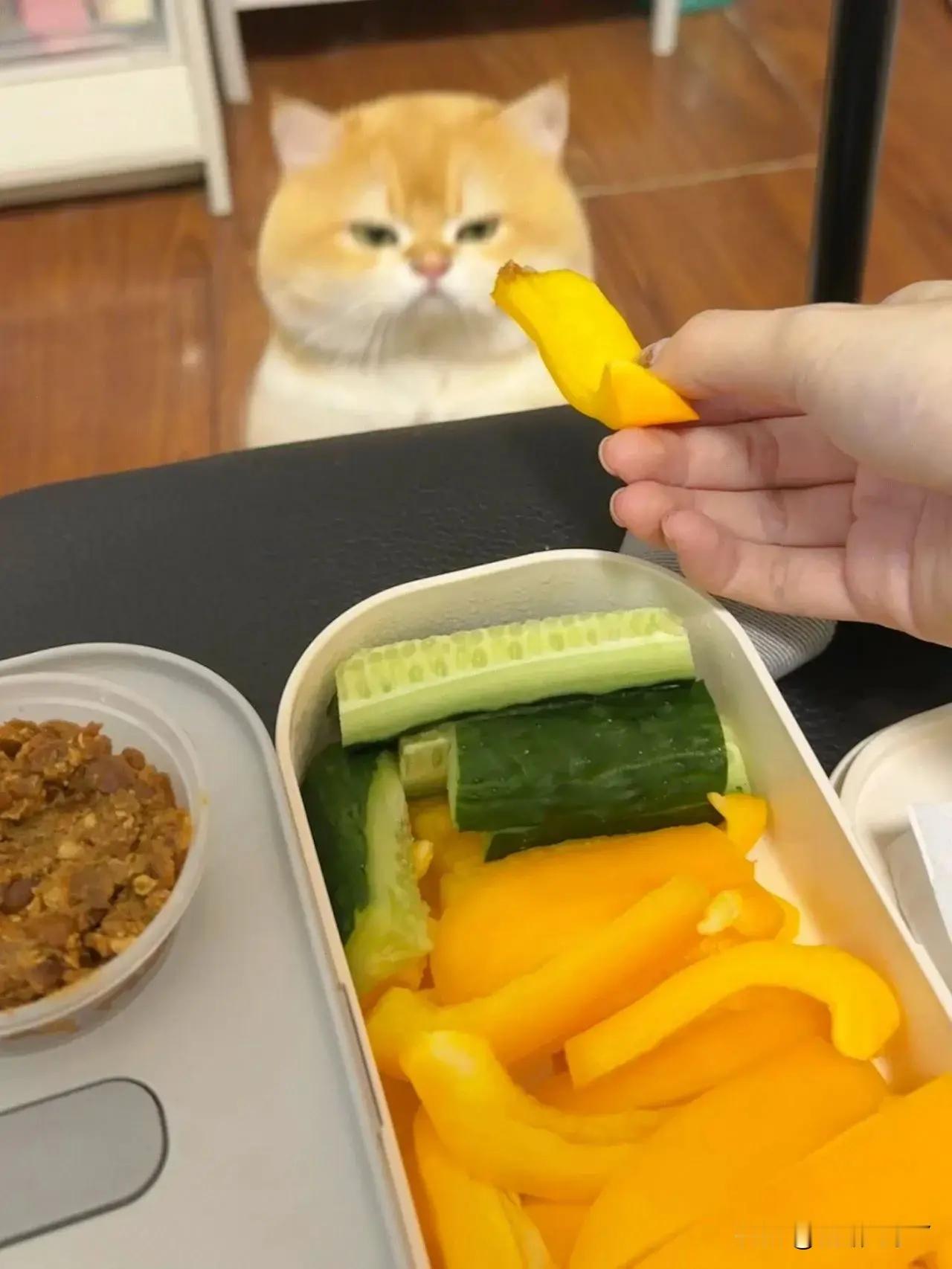 🐱：你看我像吃素的么?