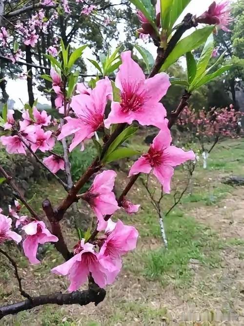 广州桃花已炸满枝头！这几个地方错过等一年广州的春天藏不住了！白云山、莲花山