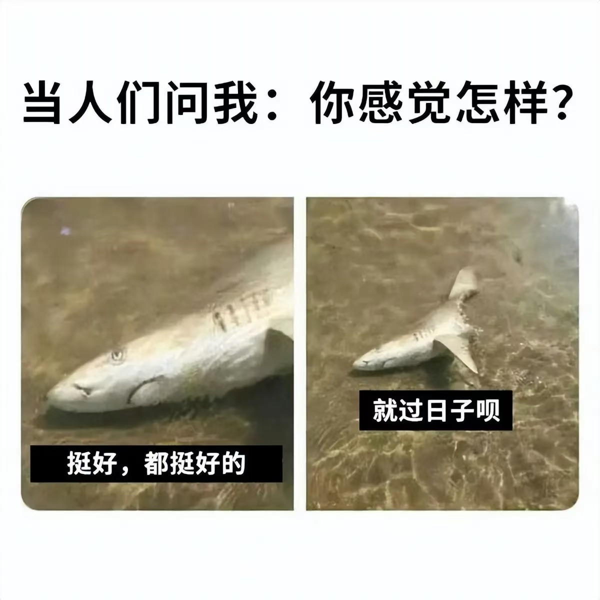 过着呗