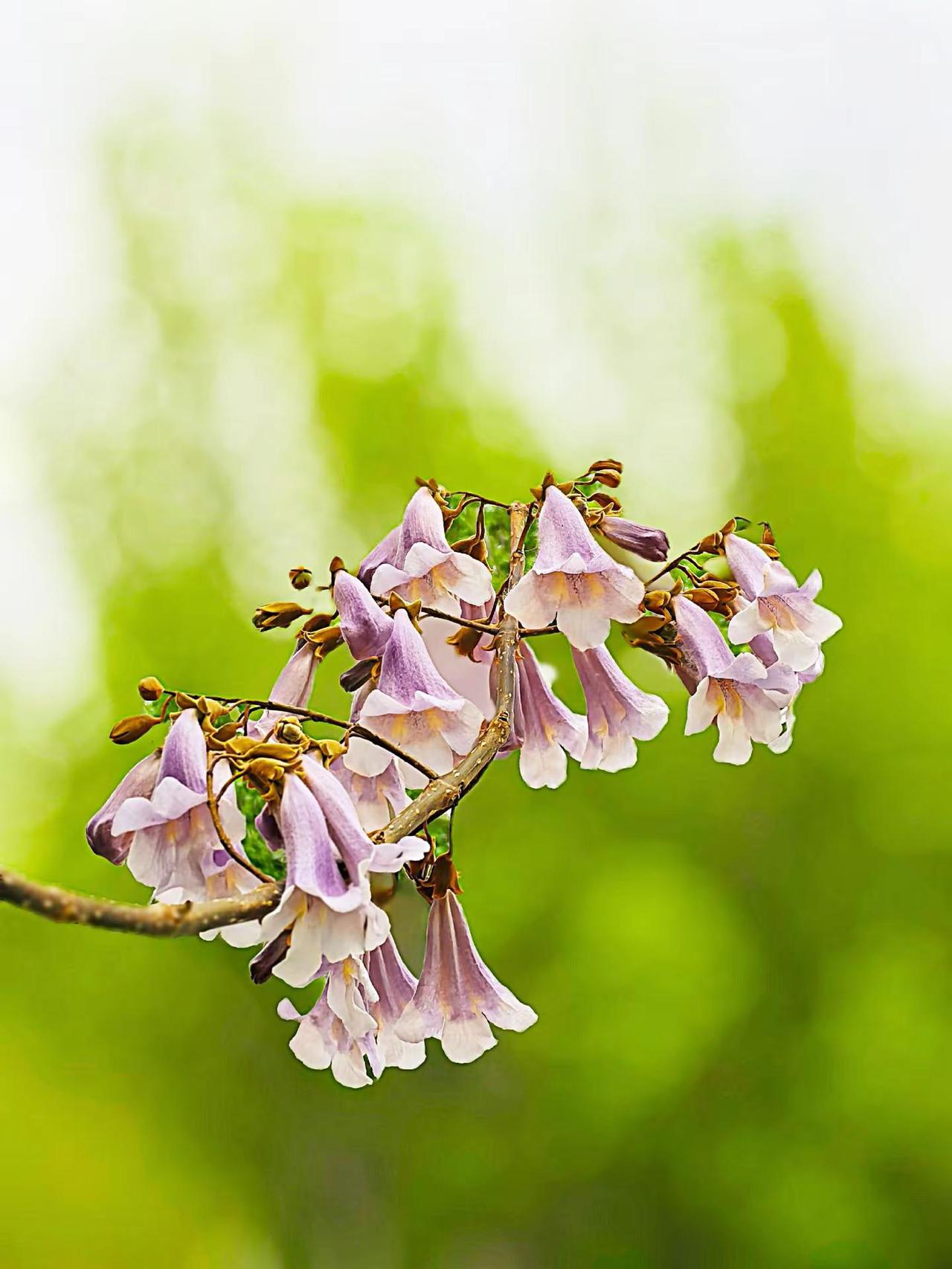 现拍现发（手机原创）我的摄影日记拍花治愈系原创花草摄影拍花随记