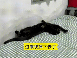 反反复复看了好几遍这段视频，场面实在有趣。黑猫趴在床边睡得正香，主人还特意提醒它