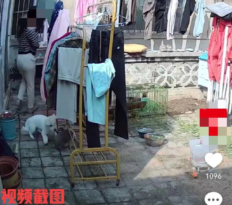 山东有户家里养了有兔子与狗还有鸡。这天不知怎么兔子突然来咬主人，主人躲开了兔