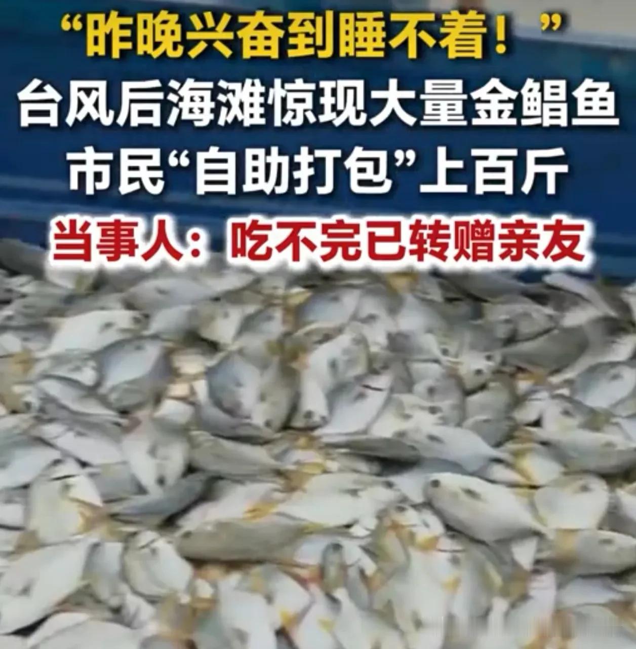台风天“送货上门”！广东海滩惊现金鲳鱼，市民疯抢上百斤，专家却喊停！天上不会