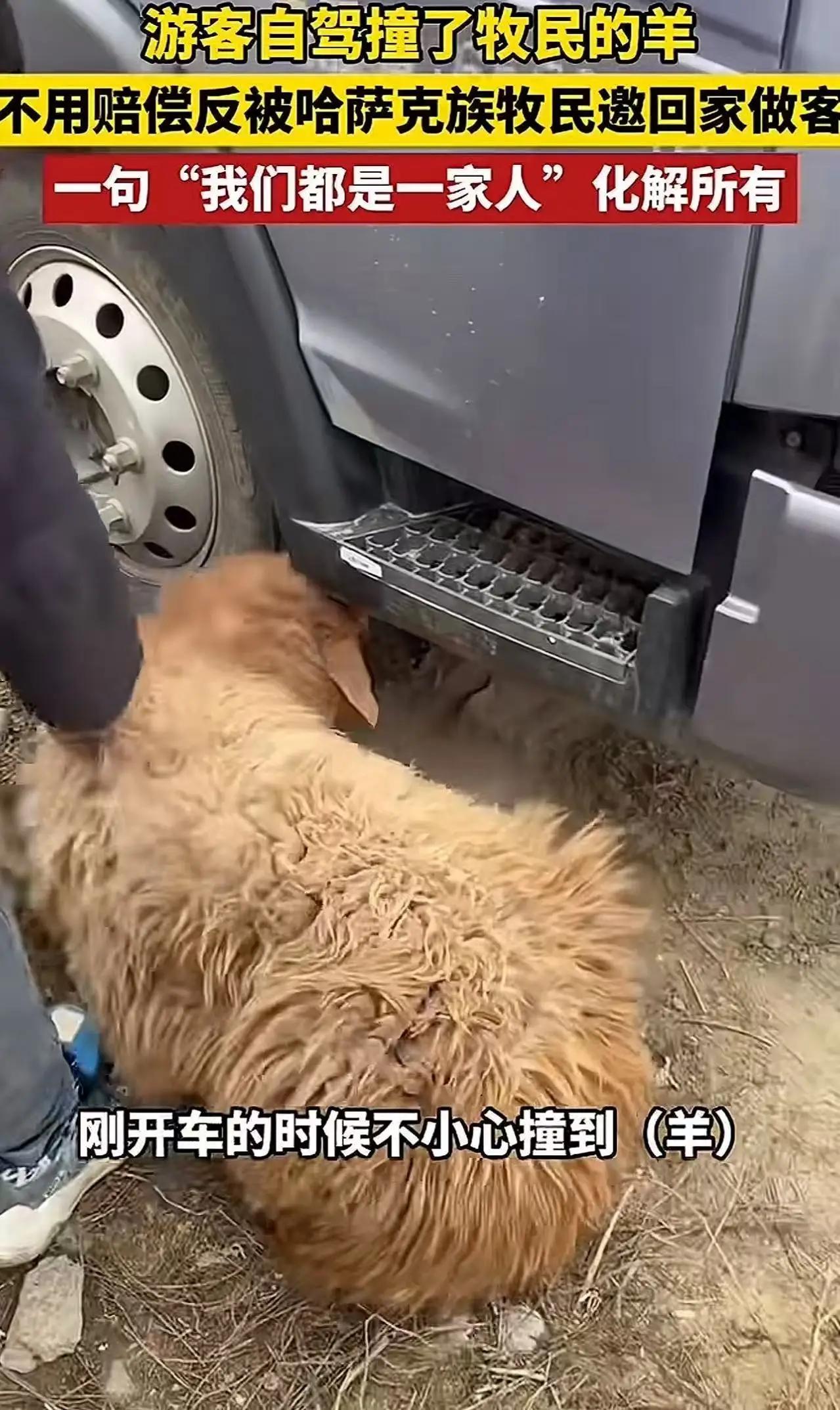 新疆阿勒泰icon，女子自驾游不小心撞上了一位牧民家的羊，羊腿骨折，救不活了。女
