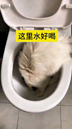 看到这个视频，真是给我逗得哭笑不得。主人明明给猫咪备好了干净的饮水机，可这小家