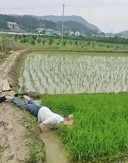 “并非谁死谁有理！”四川成都，一七旬大爷早起锻炼时，路过一片稻田，当他来到稻田边